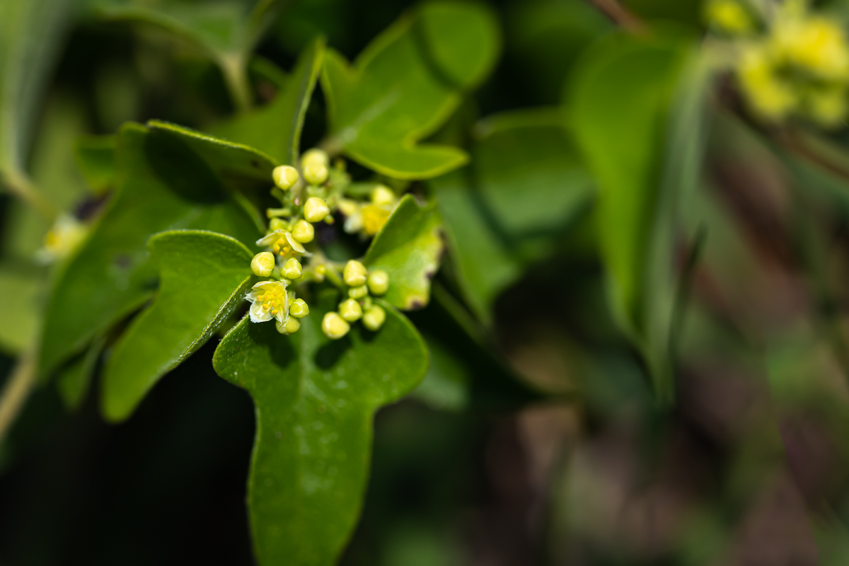 DSC_4080.jpg