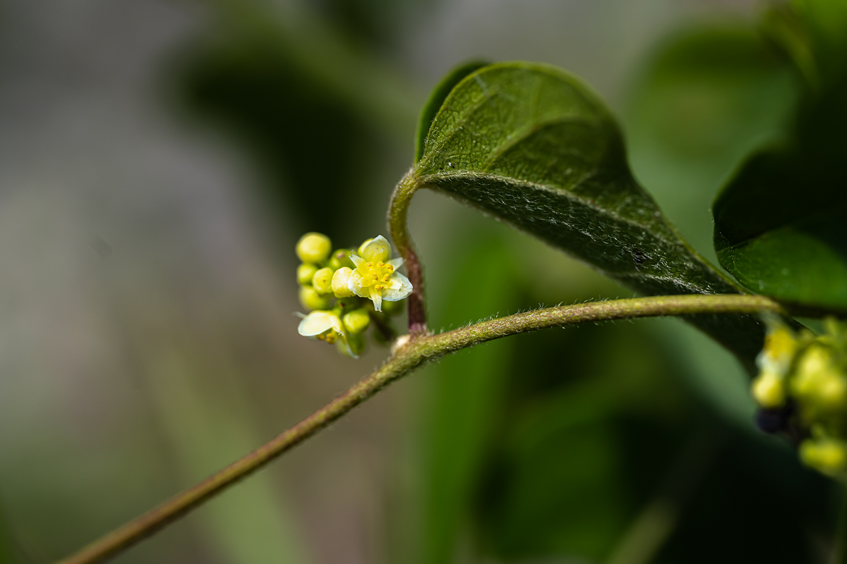 DSC_4077.jpg