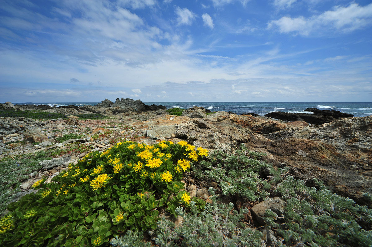 DSC_0699ccc.jpg