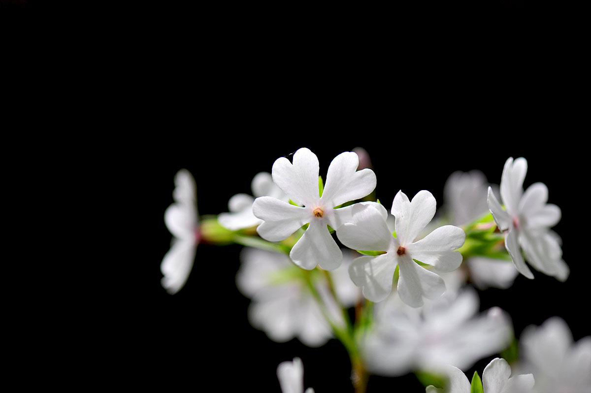 DSC_5845sc.jpg