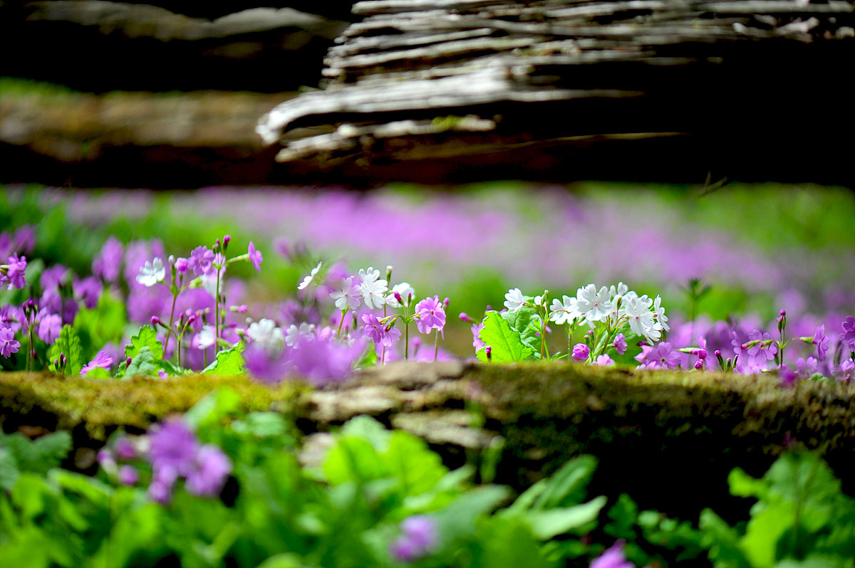 DSC_5859sc.jpg