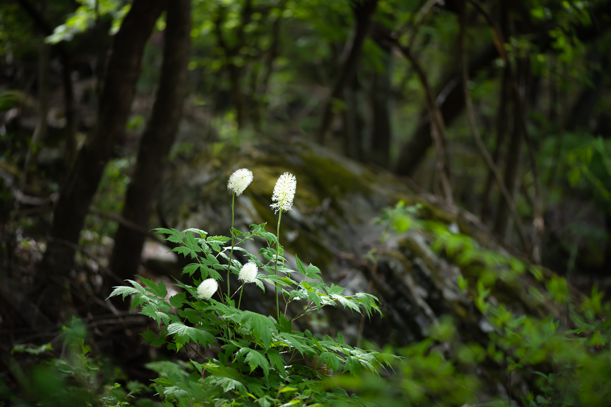DSC_6137.jpg