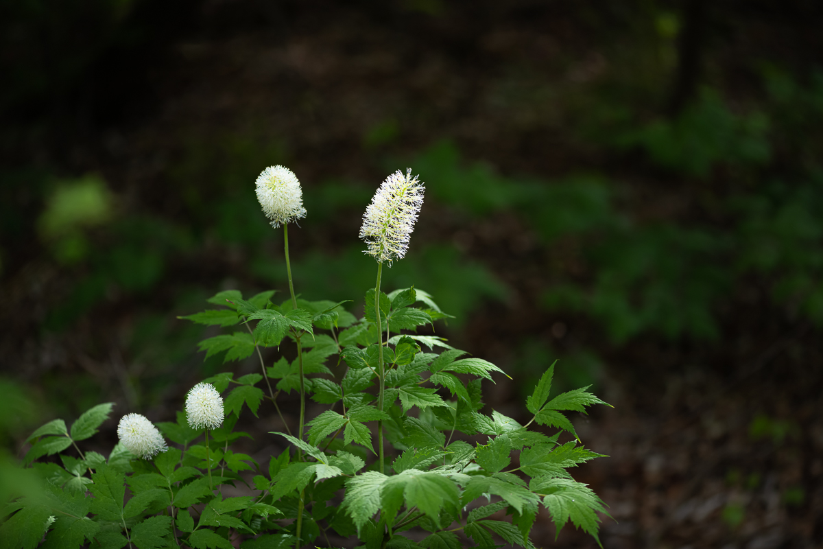 DSC_6129.jpg