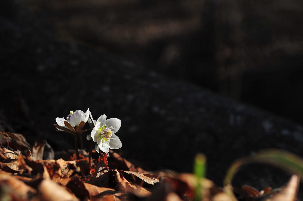 DSC_3650cc.jpg