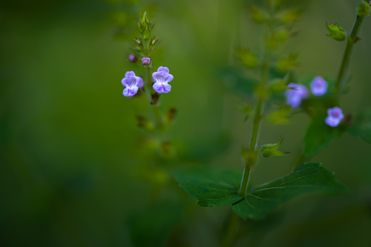 DSC_1778.jpg