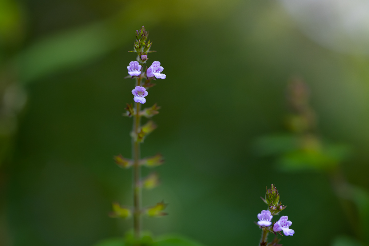 DSC_1786.jpg