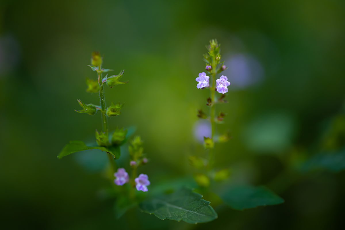 DSC_1795.jpg