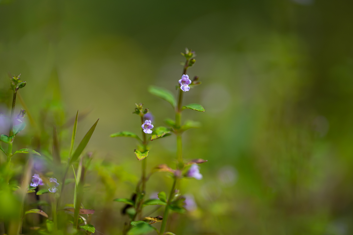 DSC_0846.jpg