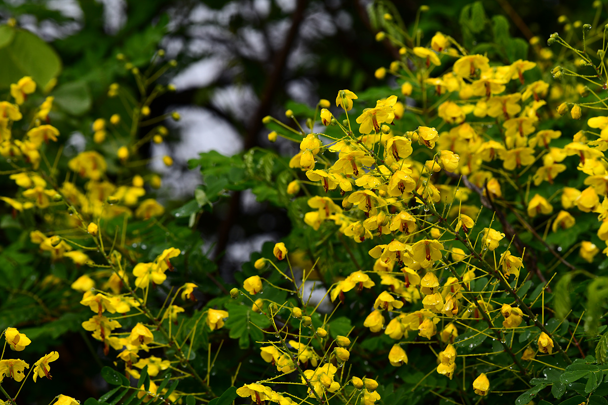 DSC_5622.jpg