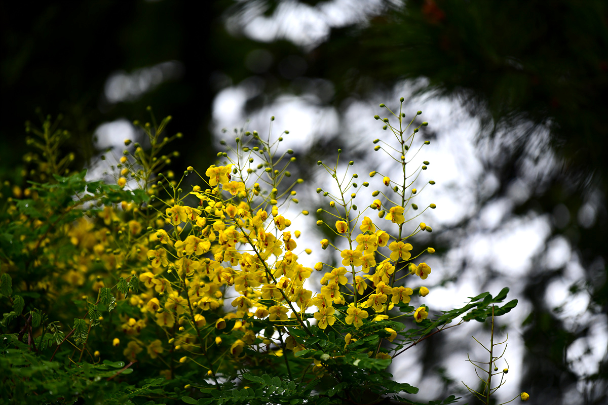 DSC_5637sss.jpg