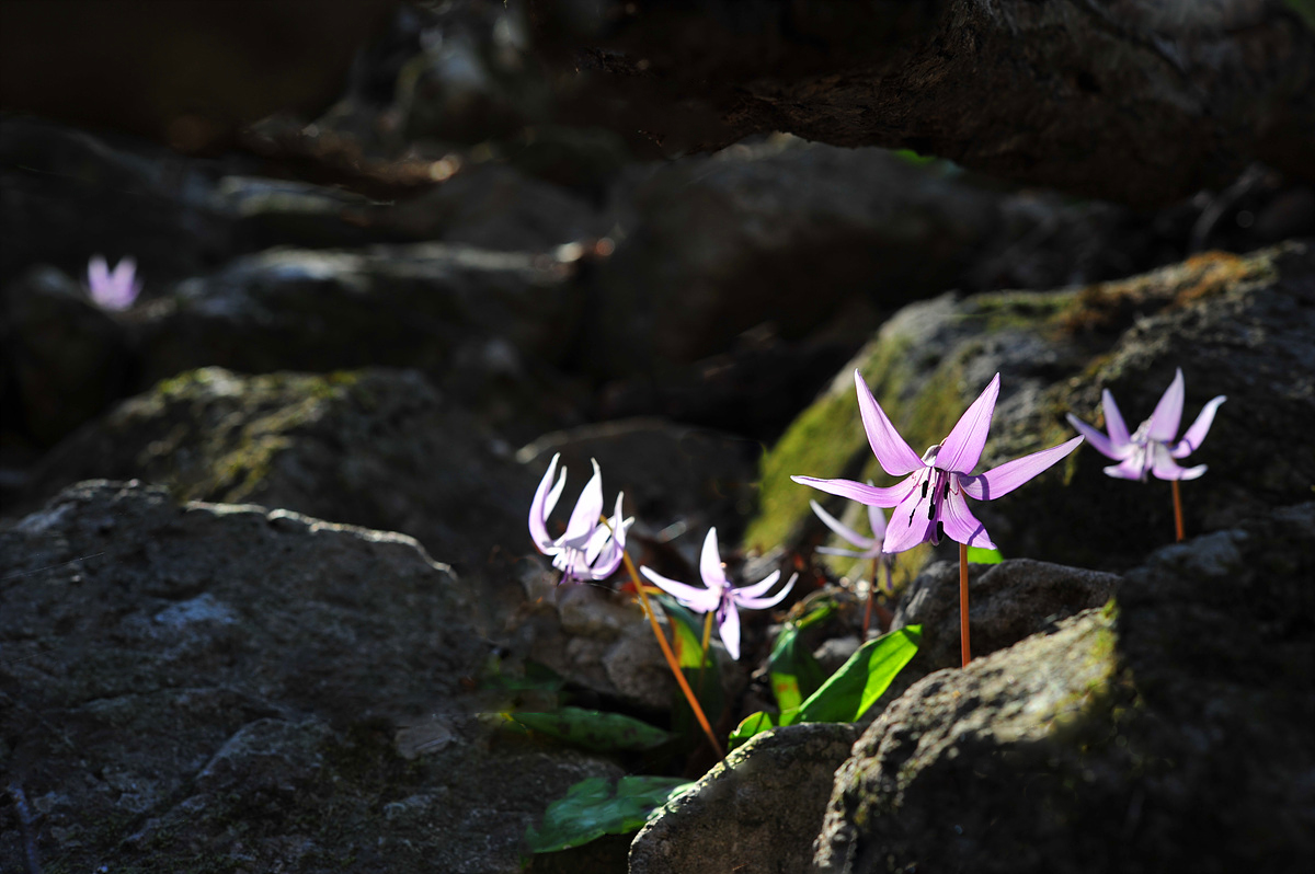 DSC_9935s.jpg
