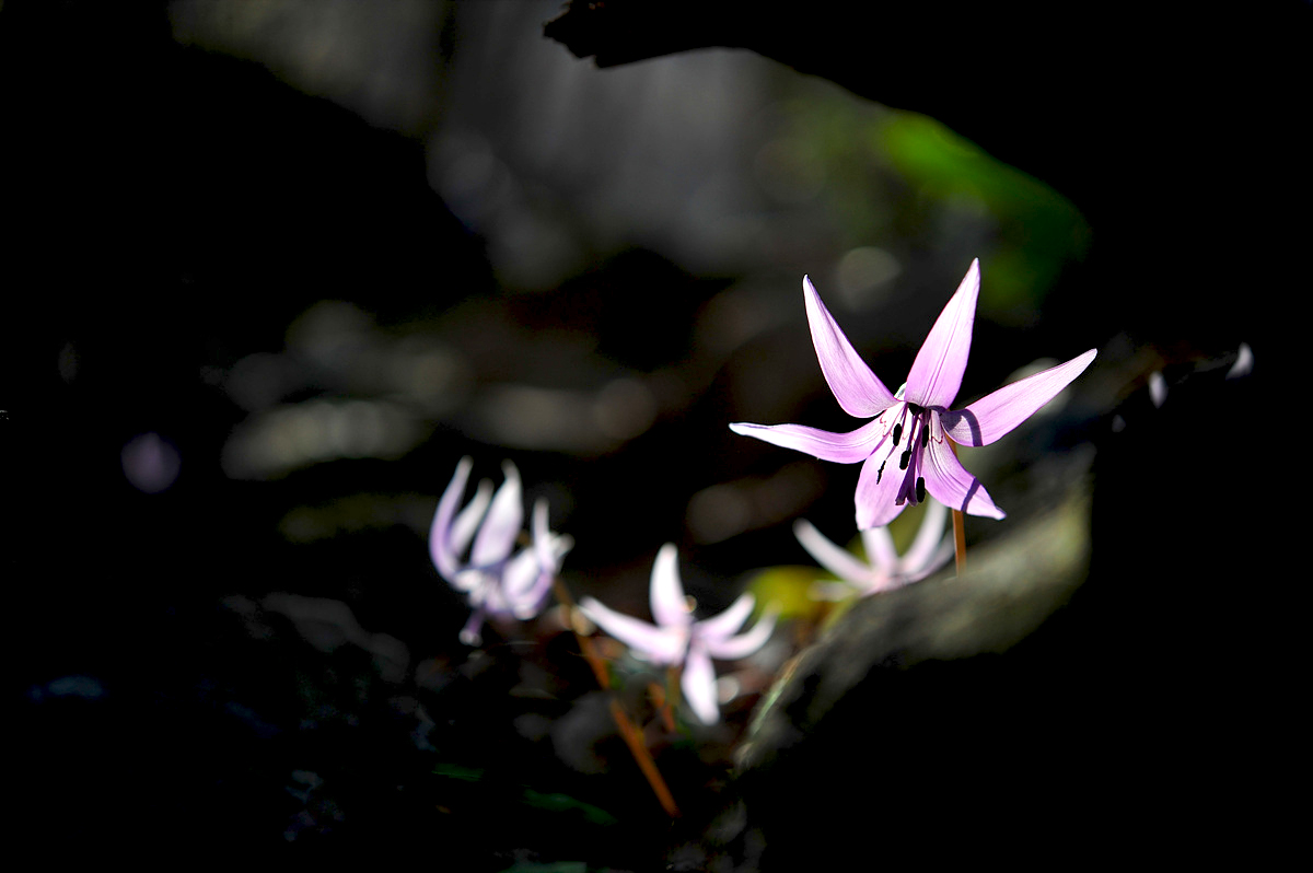 DSC_9913s.jpg