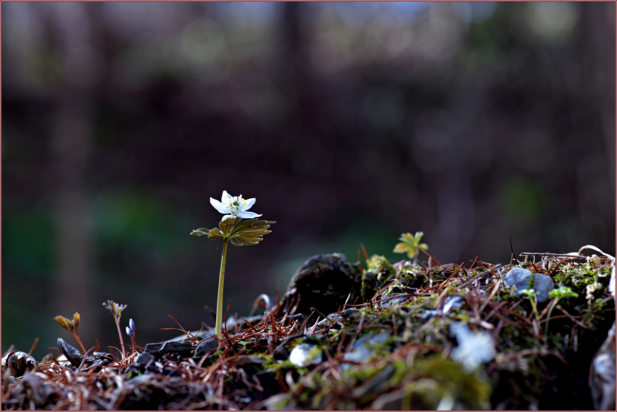 DSC_8000너도바람꽃.jpg