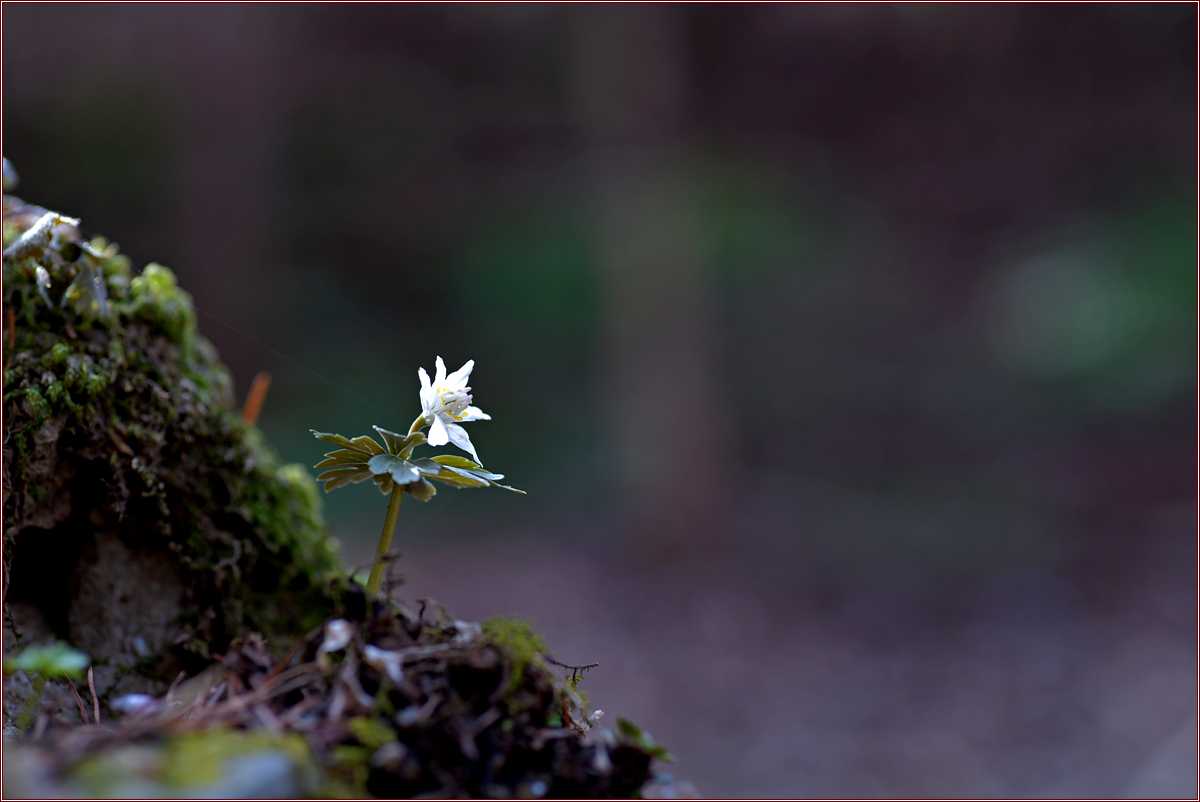 DSC_8002.jpg
