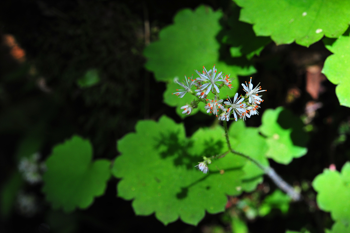 DSC_5243s.jpg