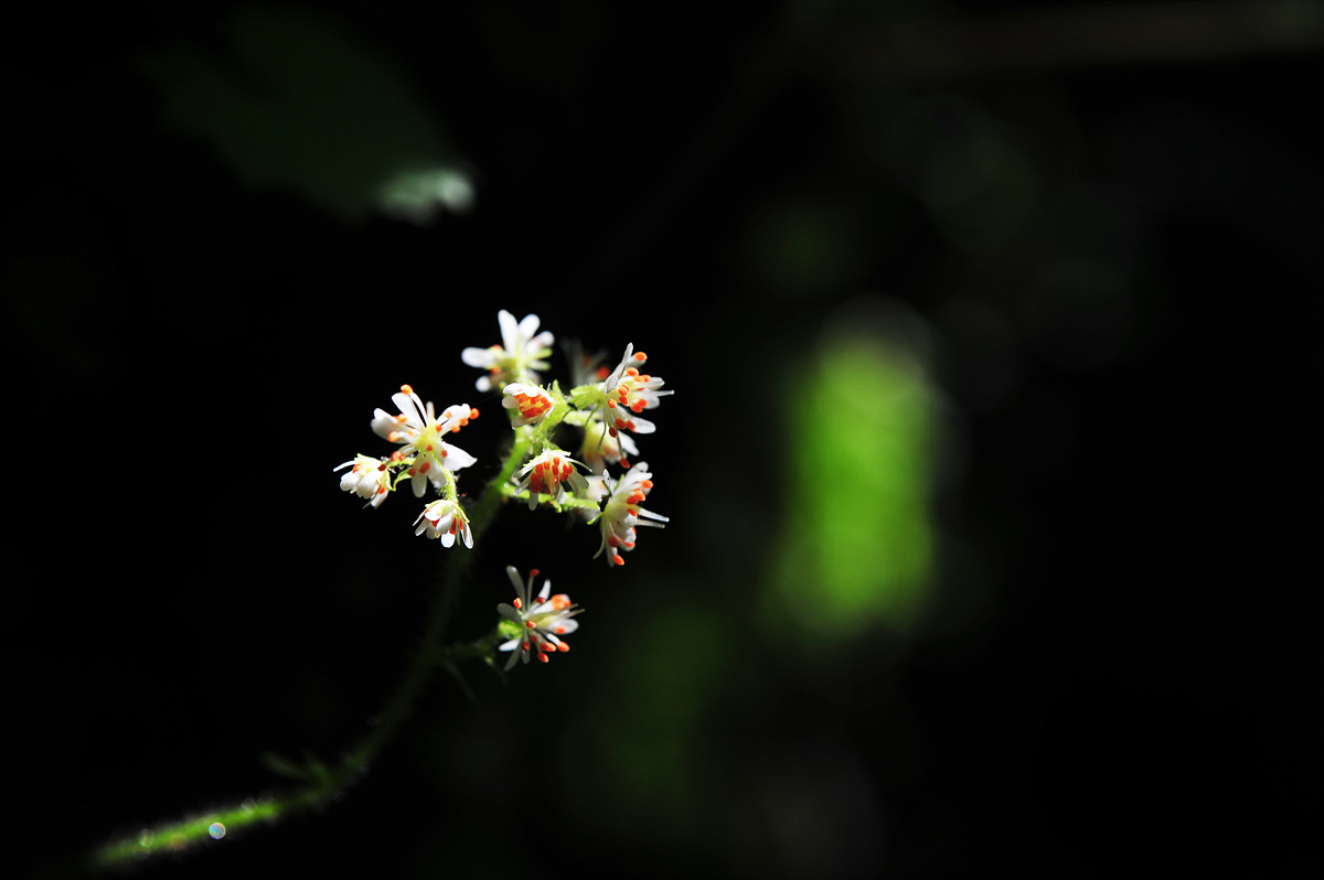 DSC_5212a.jpg