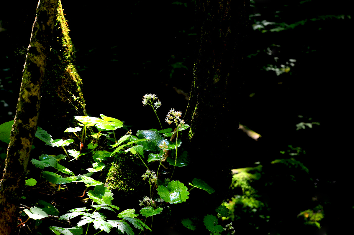 DSC_5277s.jpg