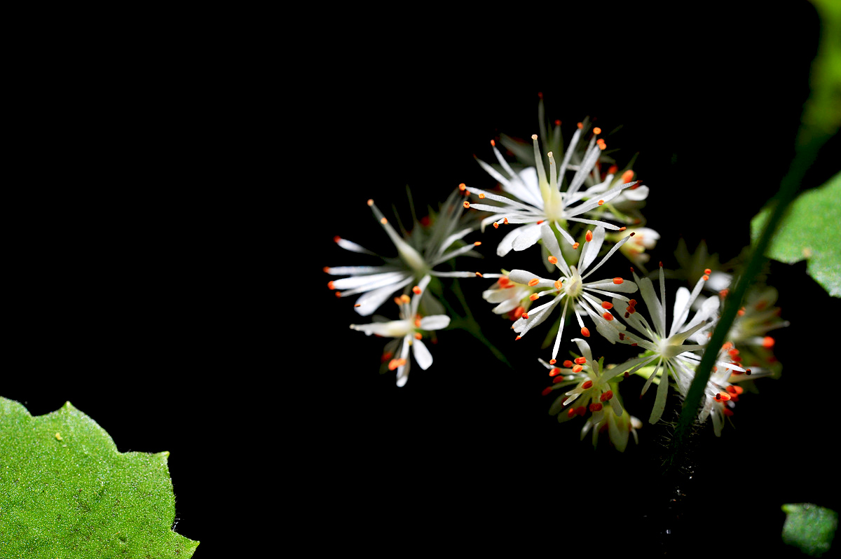 DSC_5220s.jpg