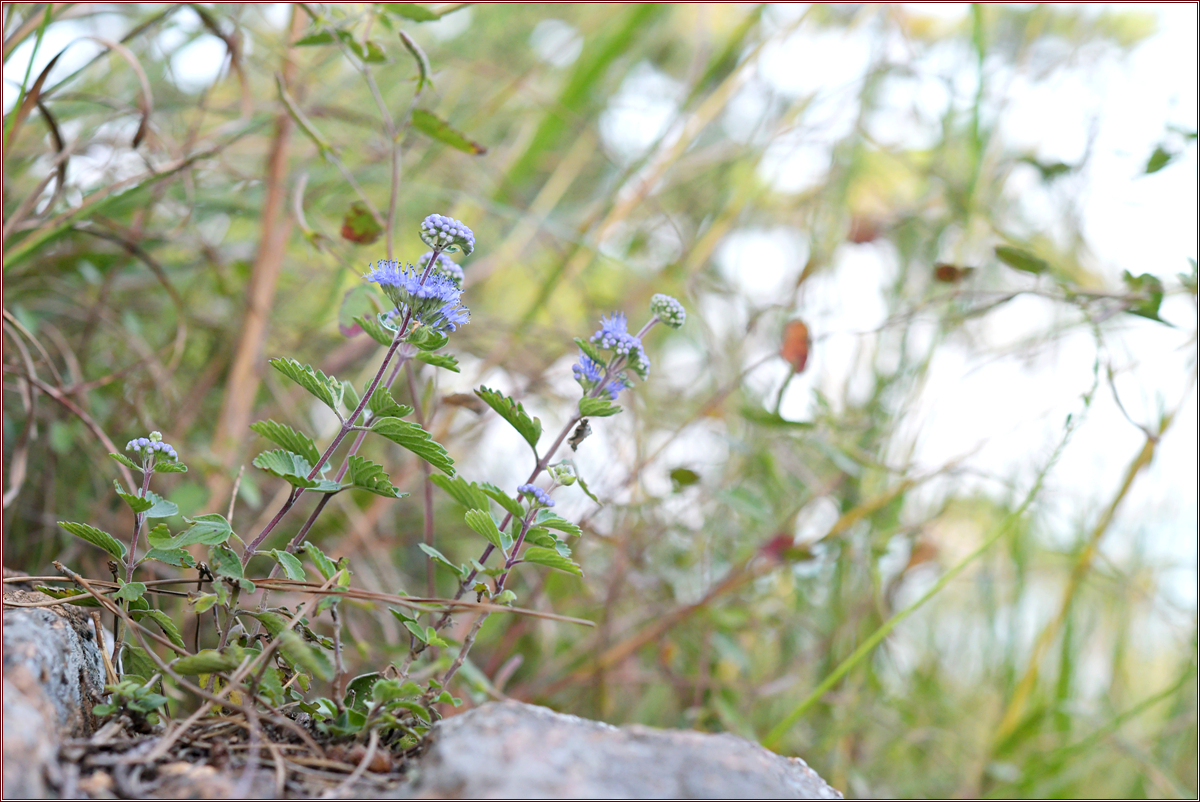 DSC_6956층꽃나무.jpg