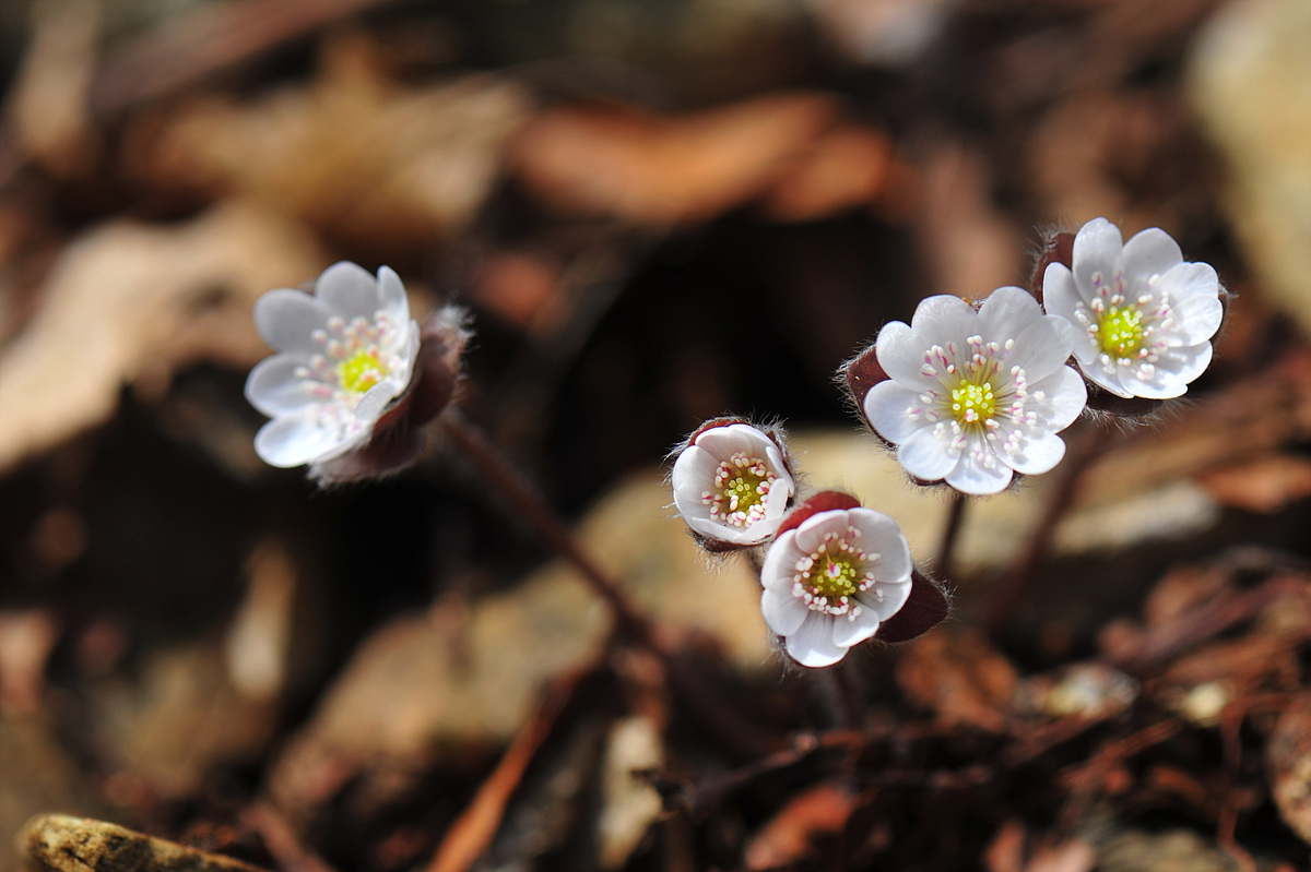 DSC_2886aaa.jpg