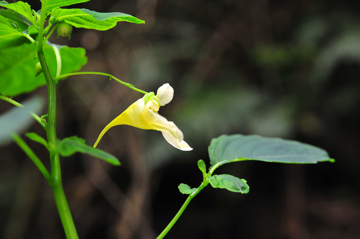 DSC_1583a.jpg