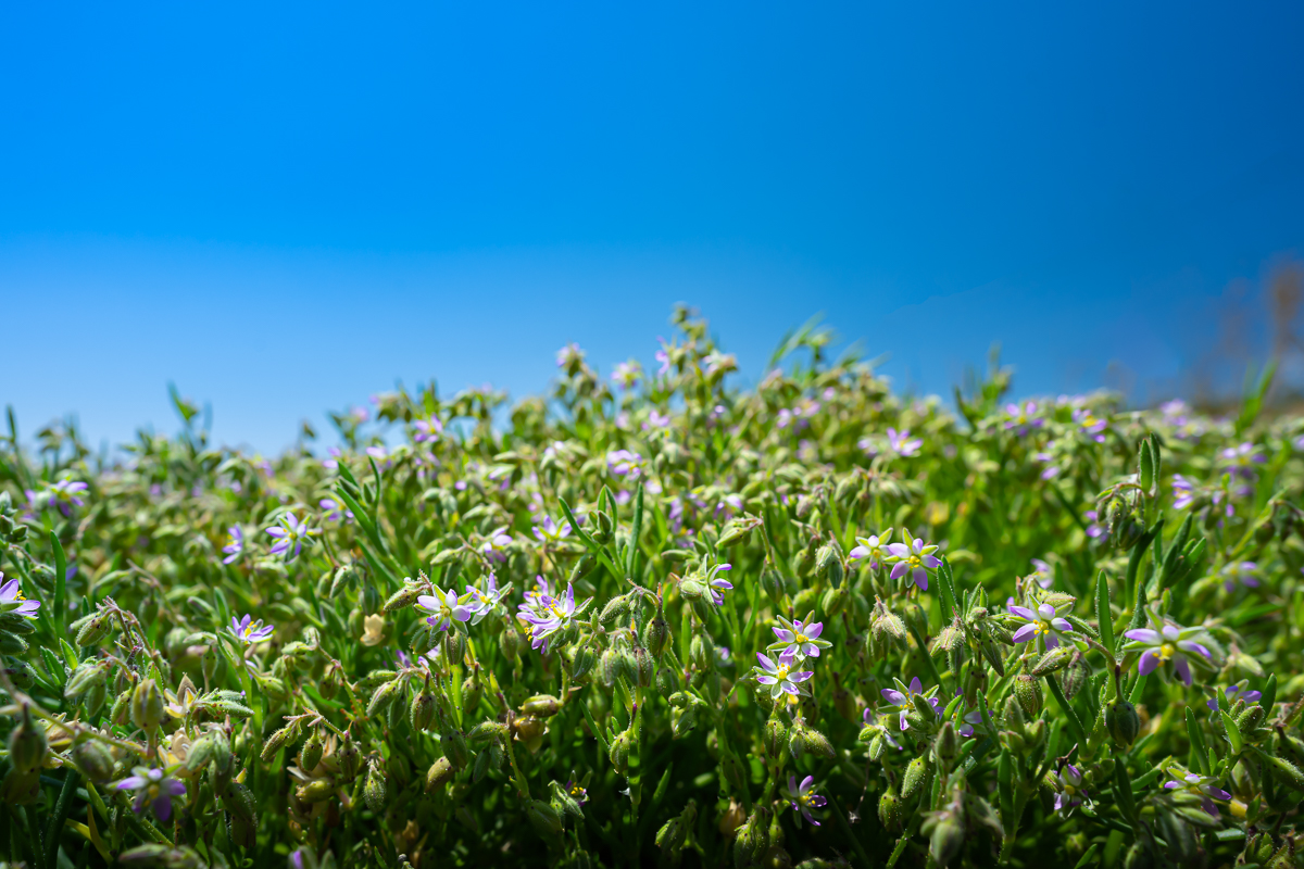DSC_3519.jpg