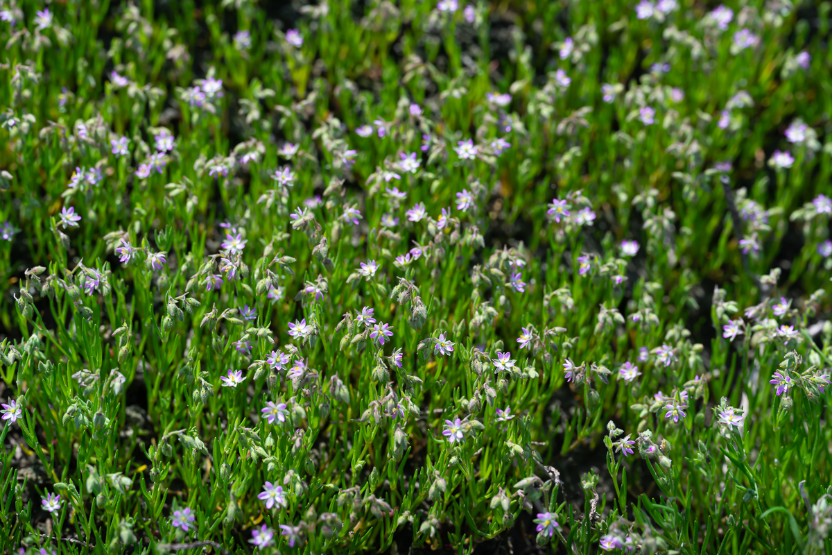DSC_3480.jpg