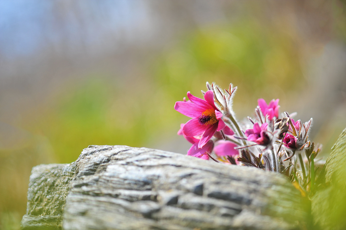 DSC_8607a.jpg