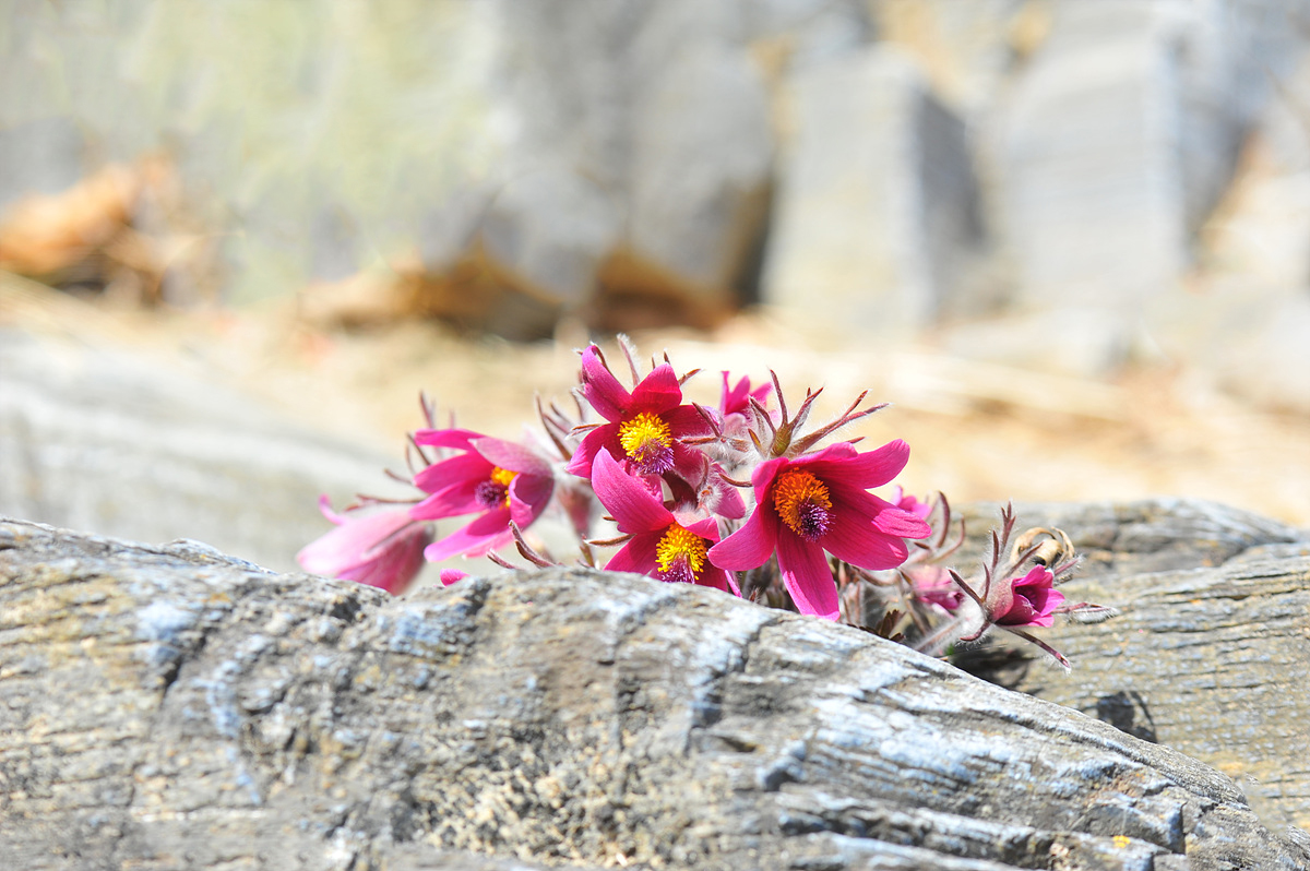 DSC_8502s.jpg
