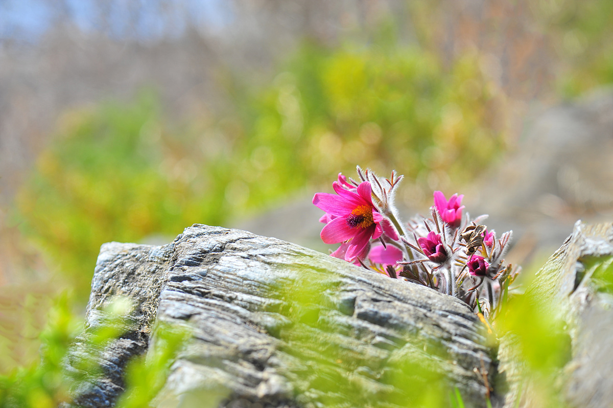 DSC_8505s.jpg