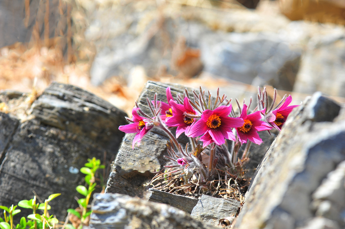 DSC_8553s.jpg