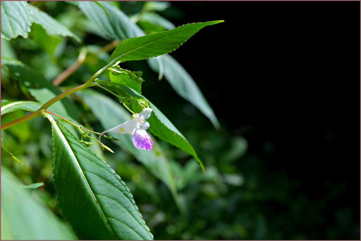 DSC_5208.jpg