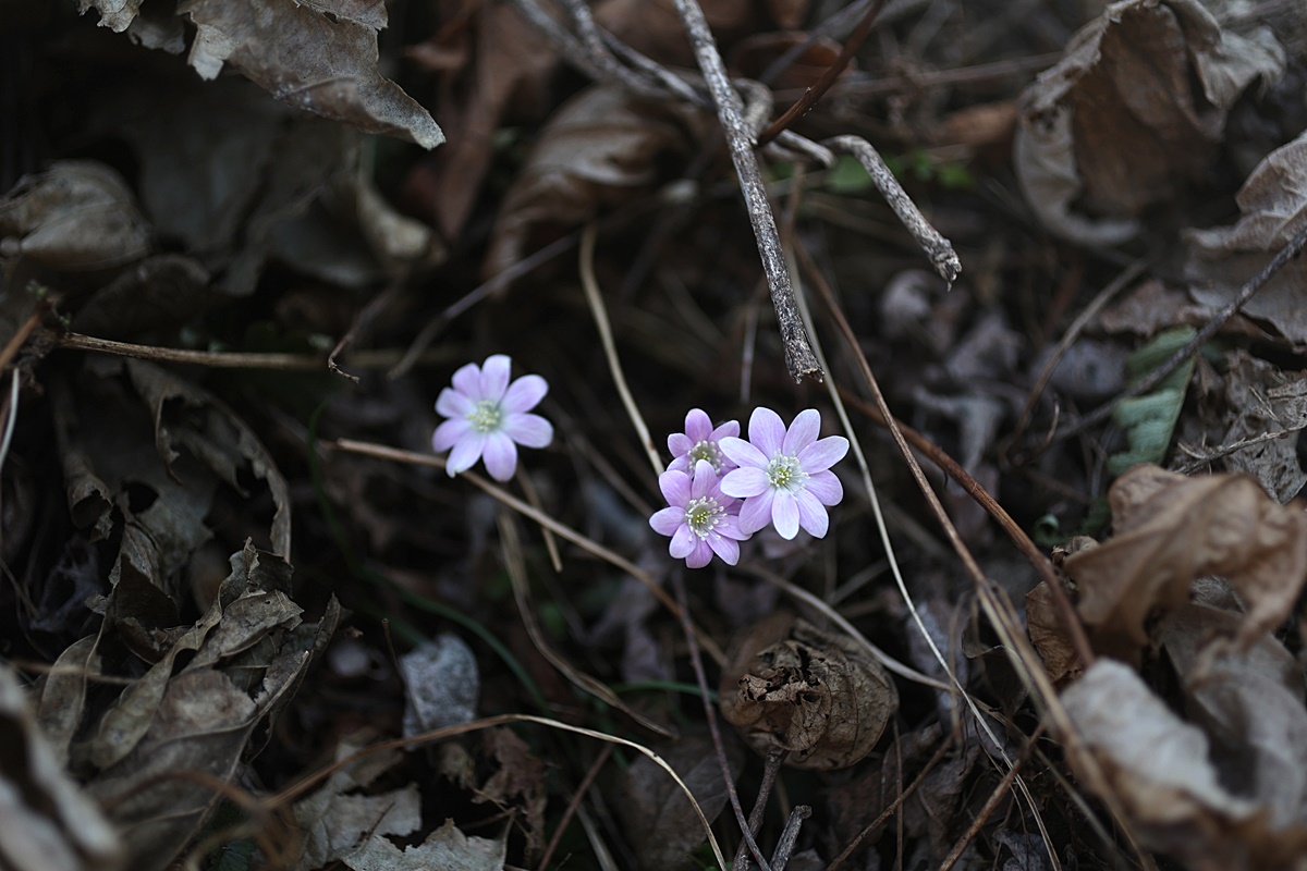 25-03-21 (251)-1.JPG