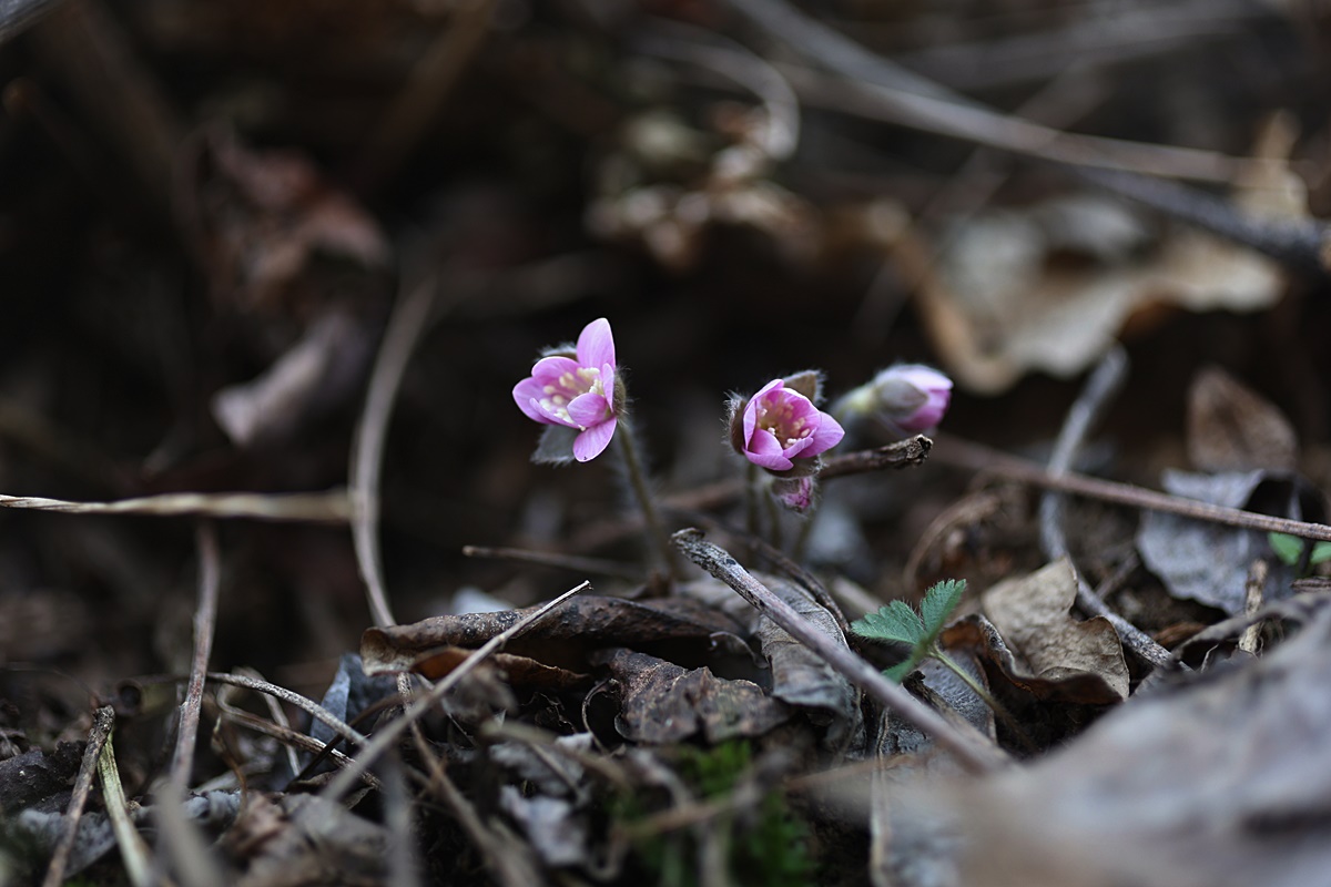 25-03-21 (260)-1.JPG