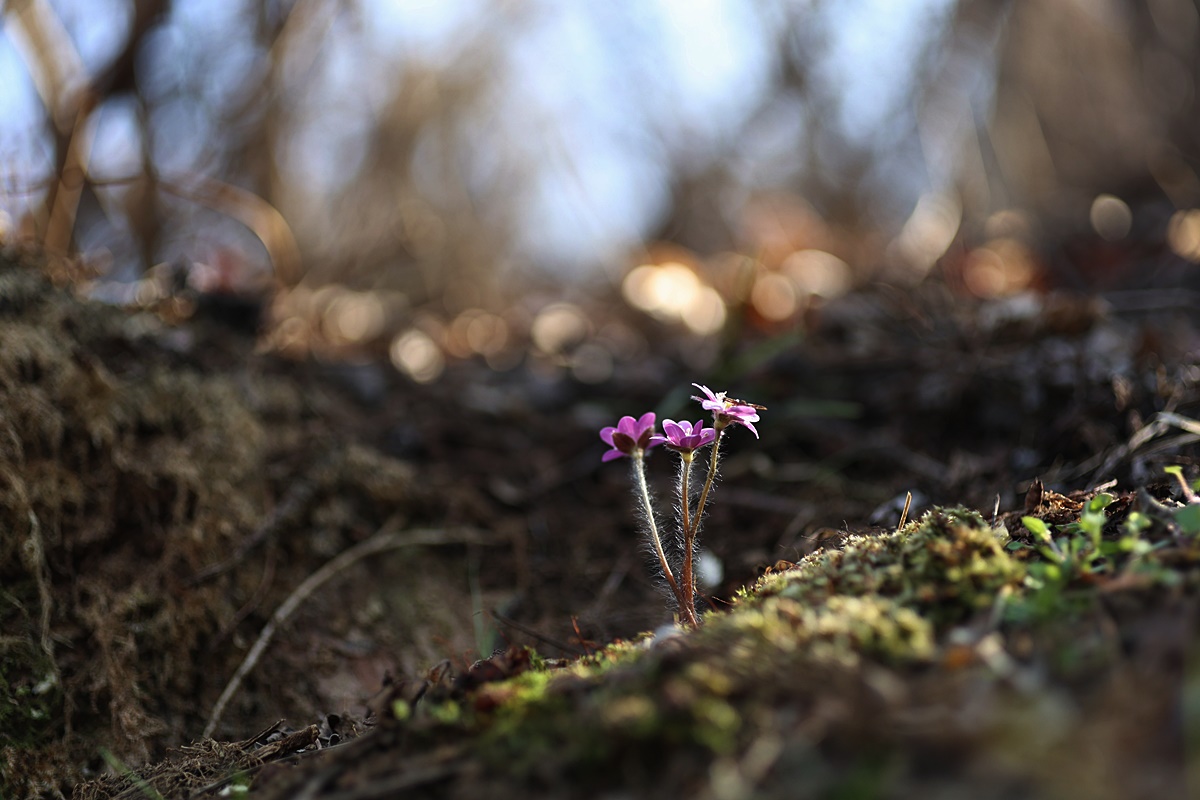 25-03-21 (249)-1.JPG