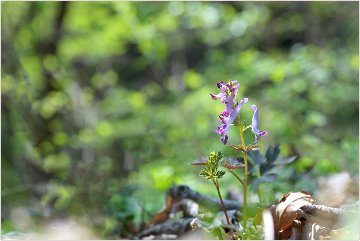 DSC_8694.jpg