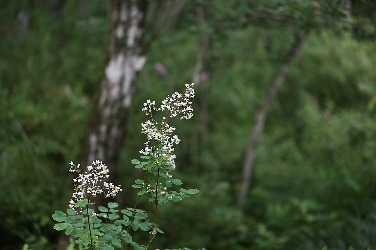 24-07-30 (128)-1.JPG
