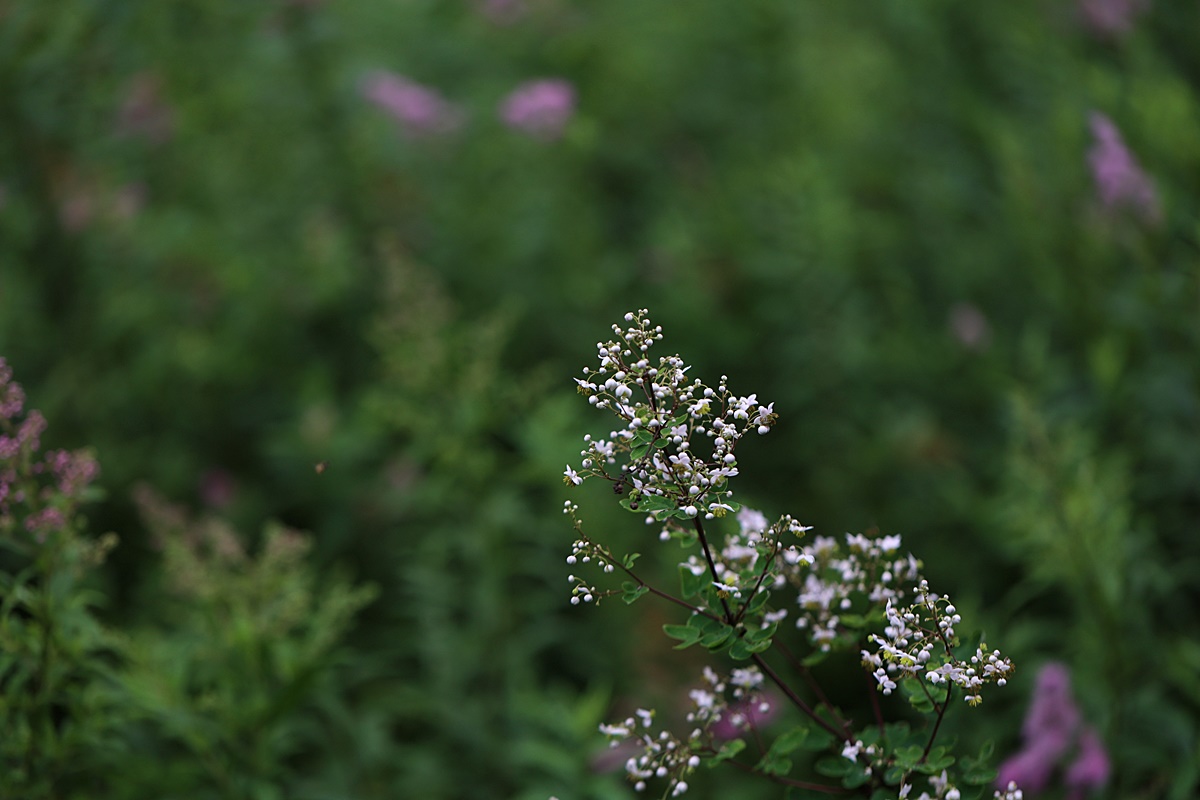24-07-30 (37)-1.JPG