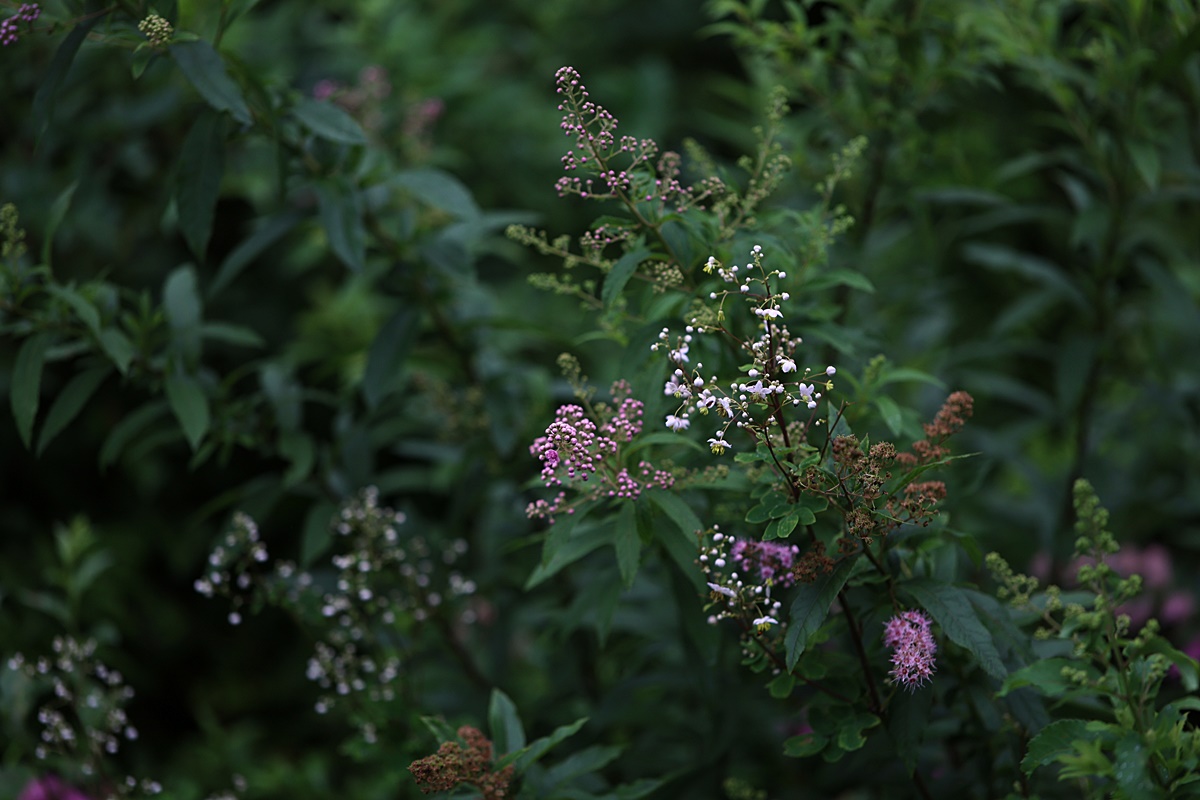24-07-30 (39)-1.JPG