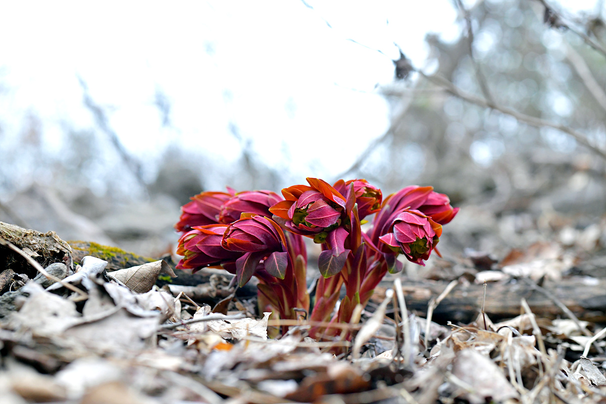 DSC_3441.jpg