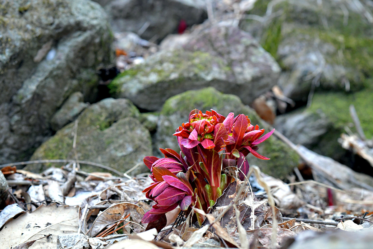 DSC_3437.jpg