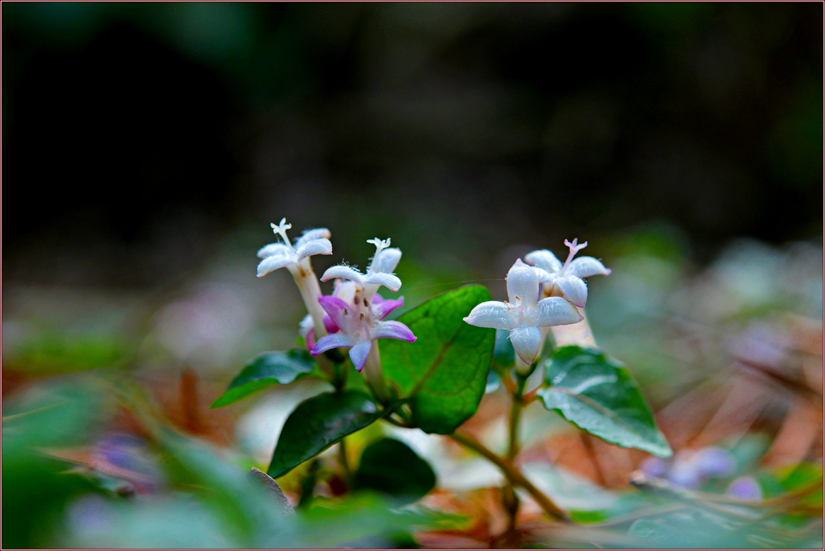 DSC_2365.jpg