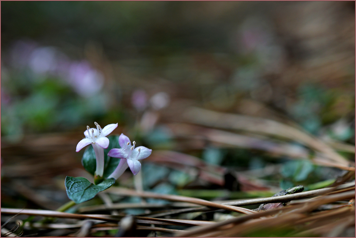 DSC_2355.jpg