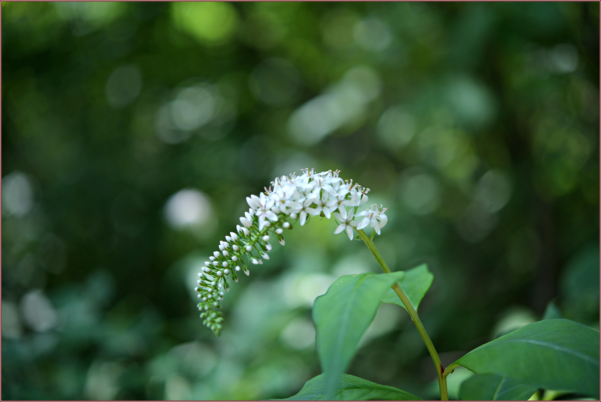 DSC_1915.jpg