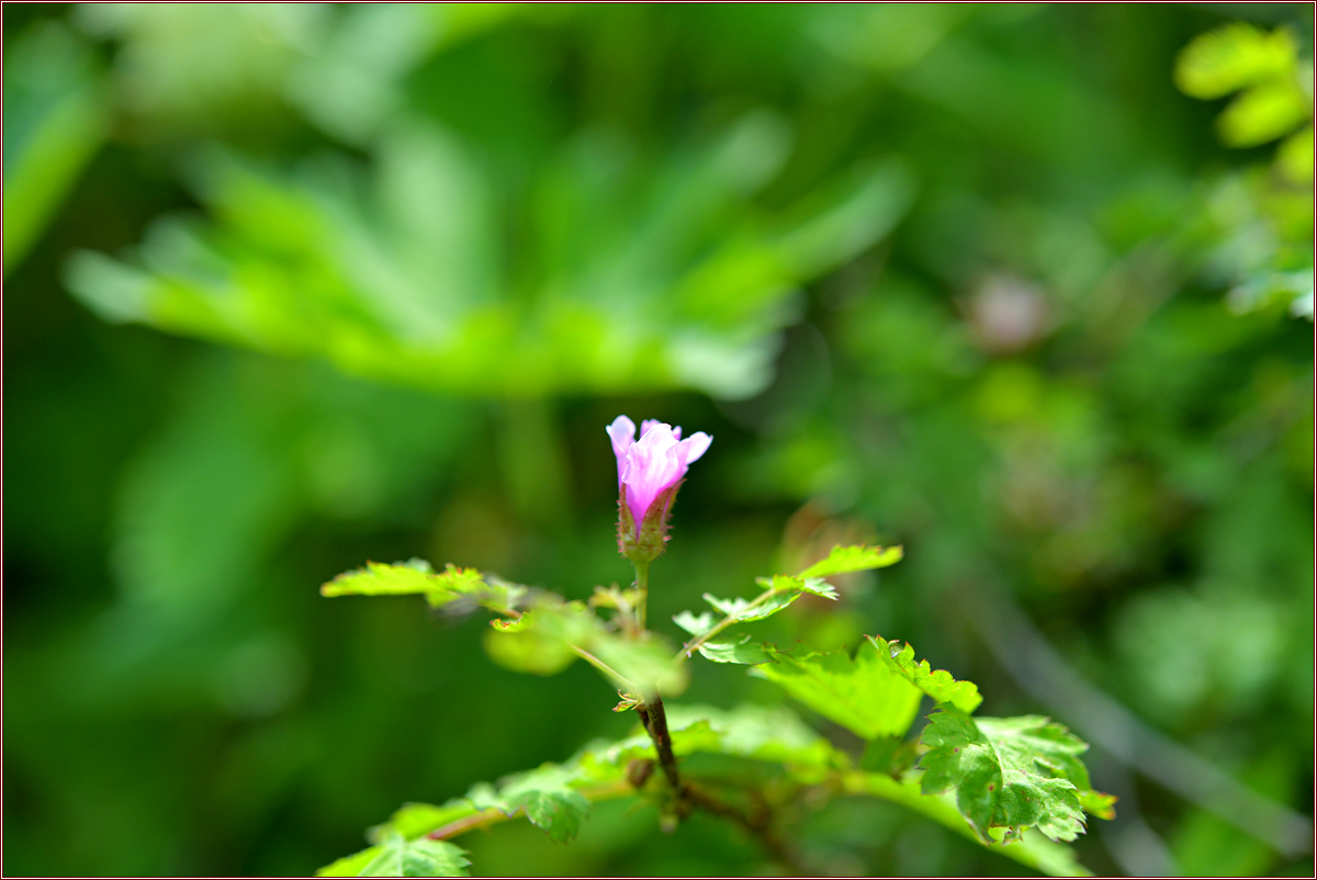 DSC_2179.jpg