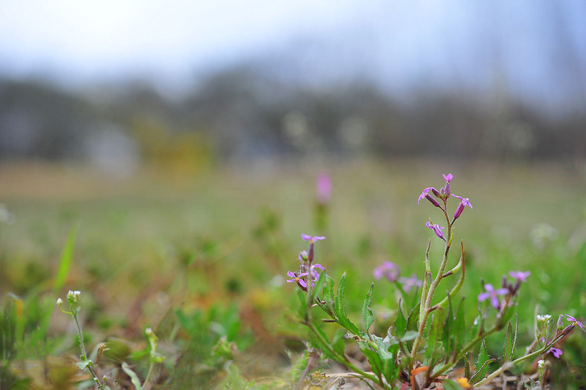DSC_2096ss.jpg