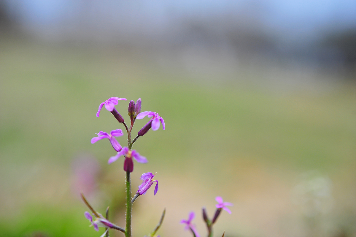 DSC_2072ss.jpg