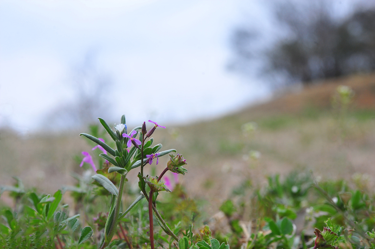 DSC_2106ss.jpg