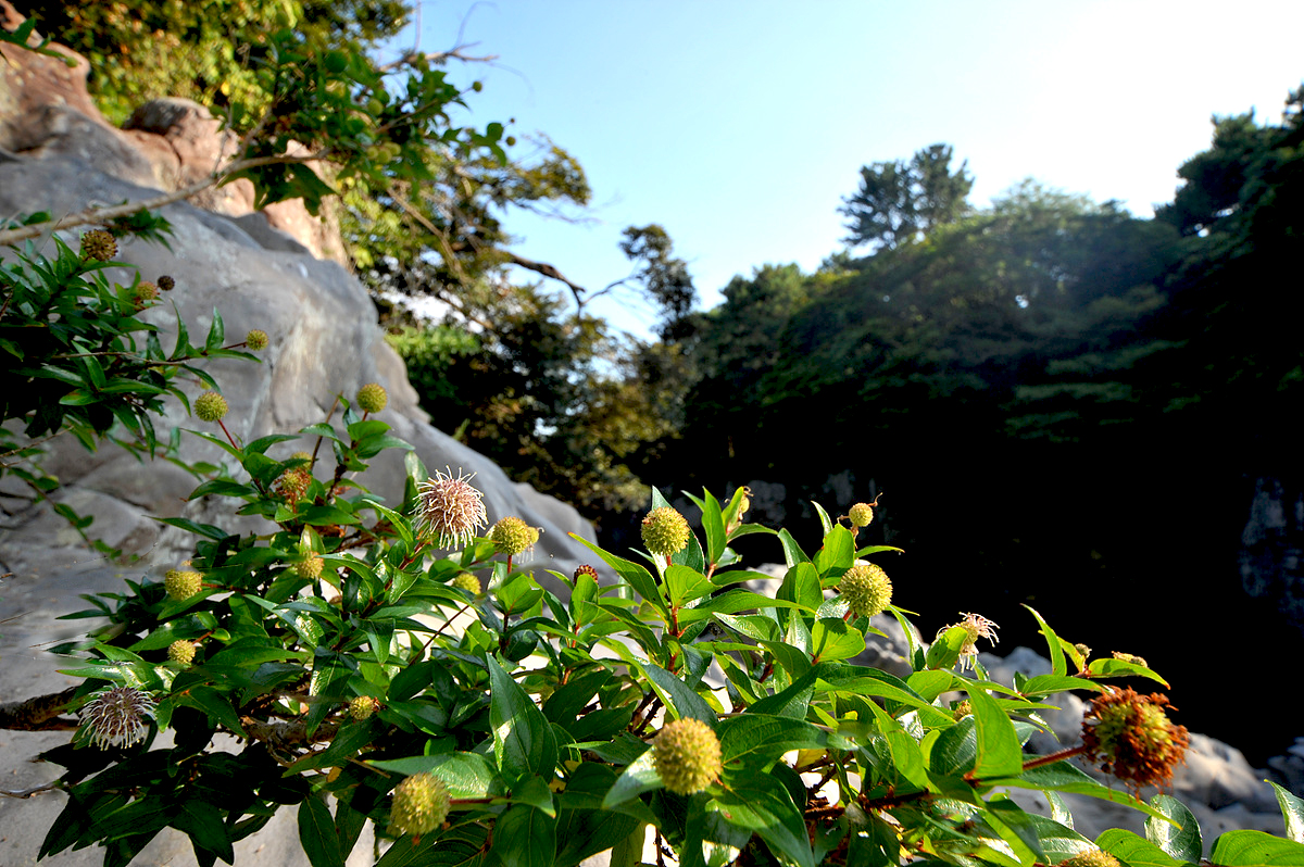 DSC_9688ss.jpg