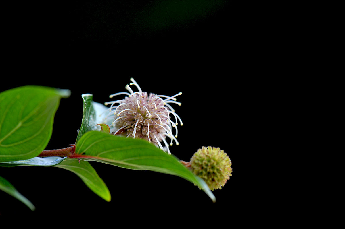DSC_9668ss.jpg